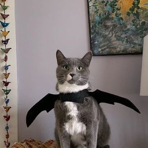 Meet your Posher, Stella